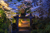久遠寺信行道場の桜