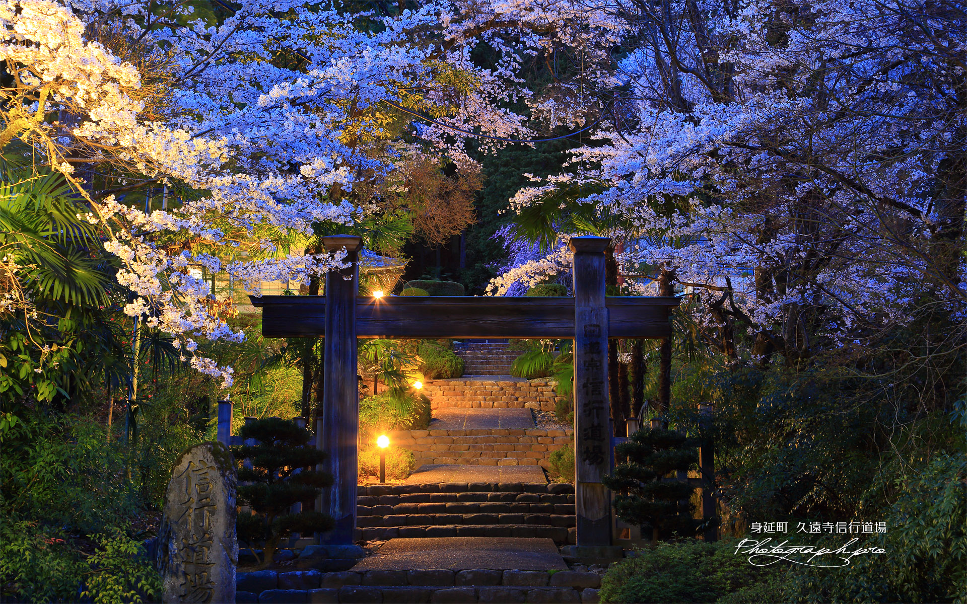 久遠寺信行道場の桜