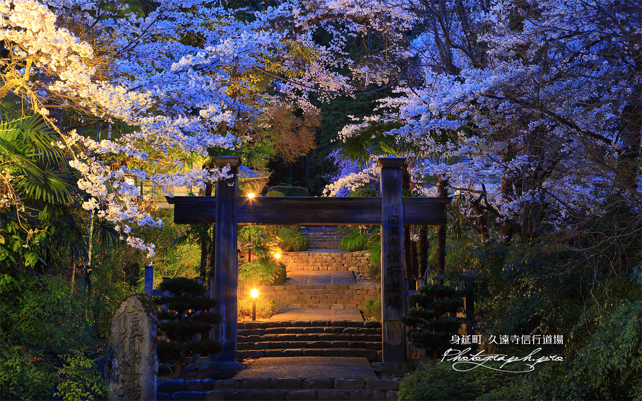 久遠寺信行道場の桜 壁紙