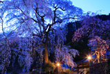 北之坊のしだれ桜