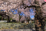 妙了寺のしだれ桜