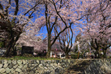 妙了寺のしだれ桜