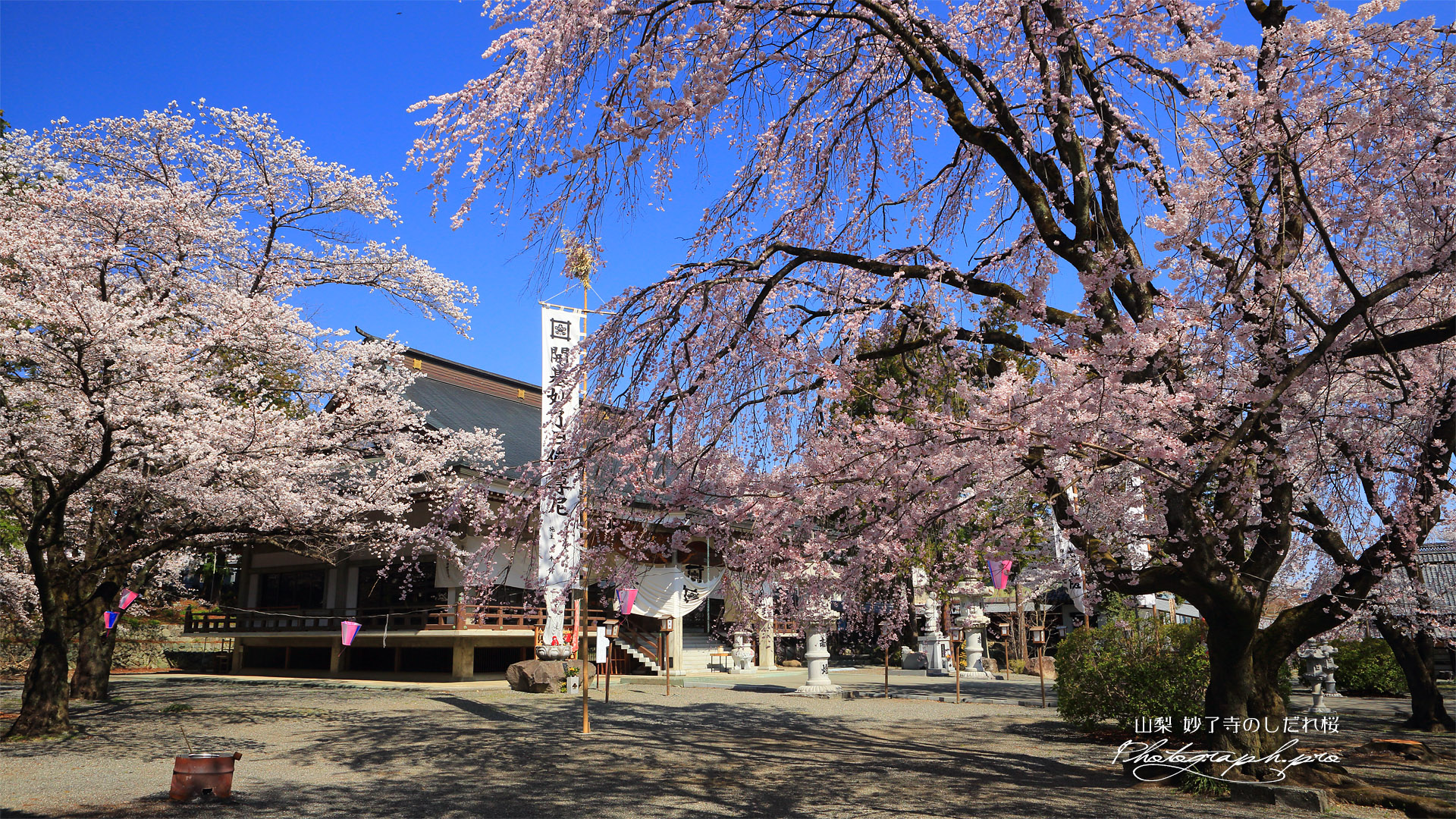 妙了寺のしだれ桜
