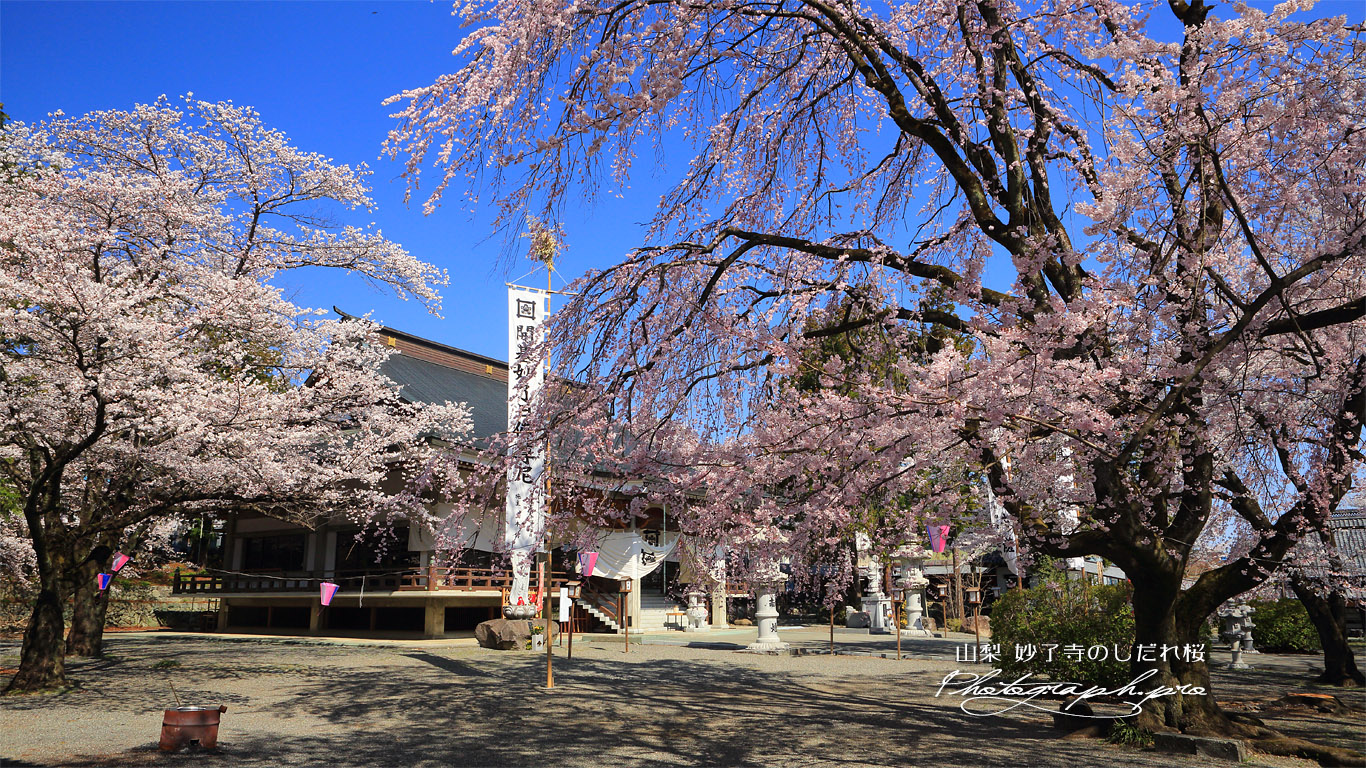 妙了寺のしだれ桜 壁紙