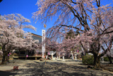 妙了寺の桜