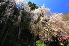朝日堂のしだれ桜