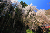 朝日堂のしだれ桜