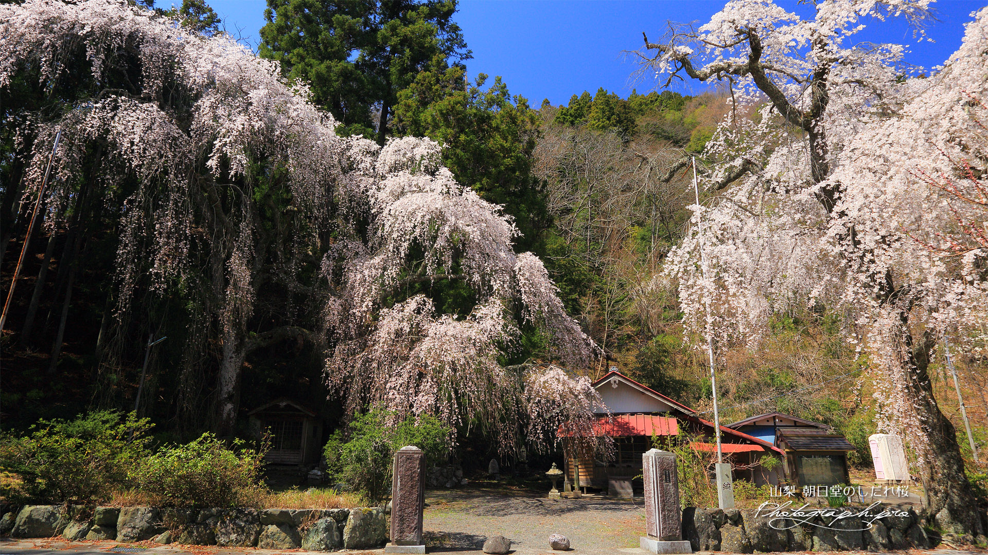 朝日堂のしだれ桜