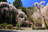 朝日堂のしだれ桜