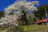 本郷の千年桜