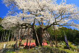 本郷の千年桜