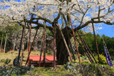 本郷の千年桜