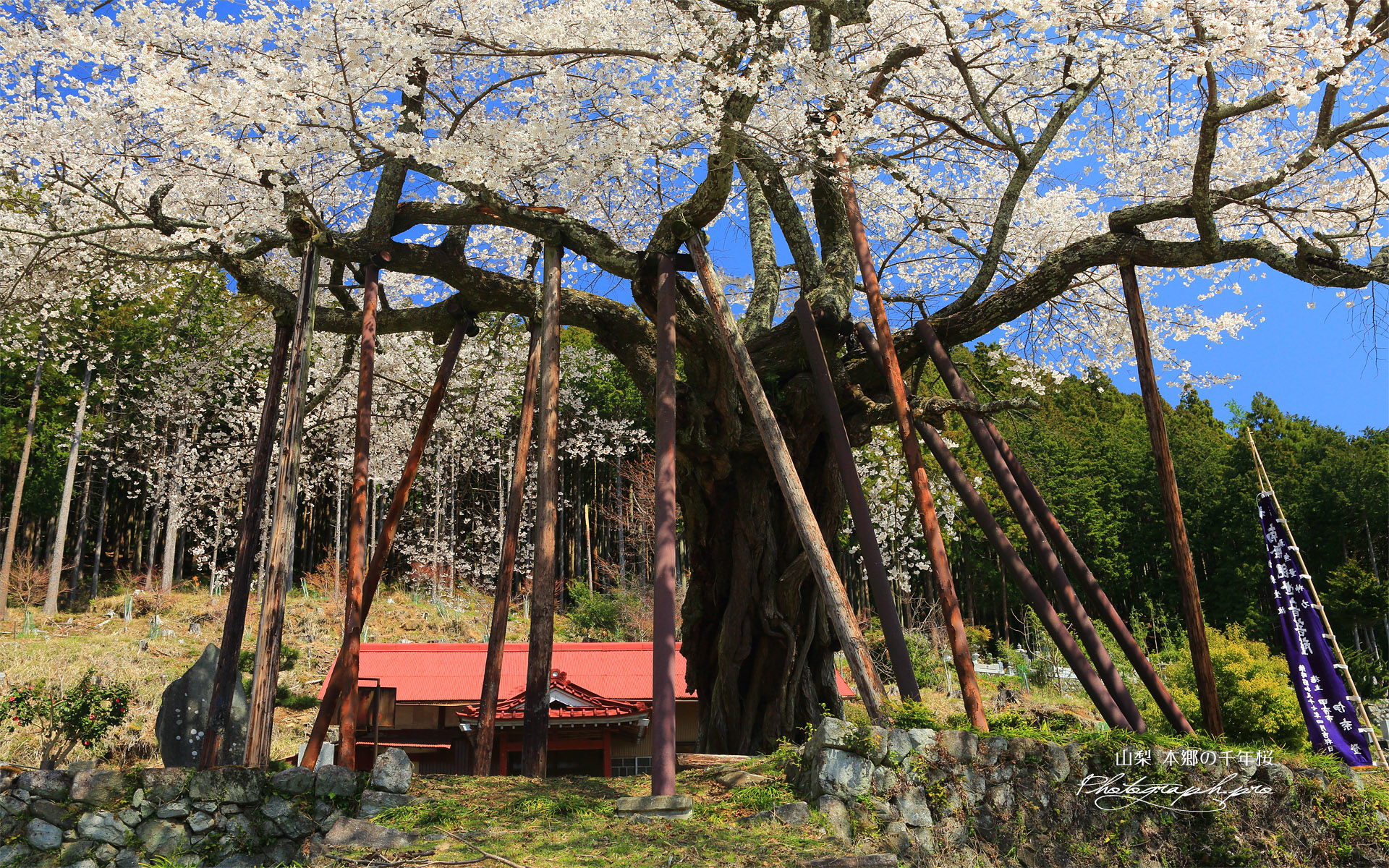 本郷の千年桜