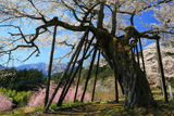 本郷の千年桜