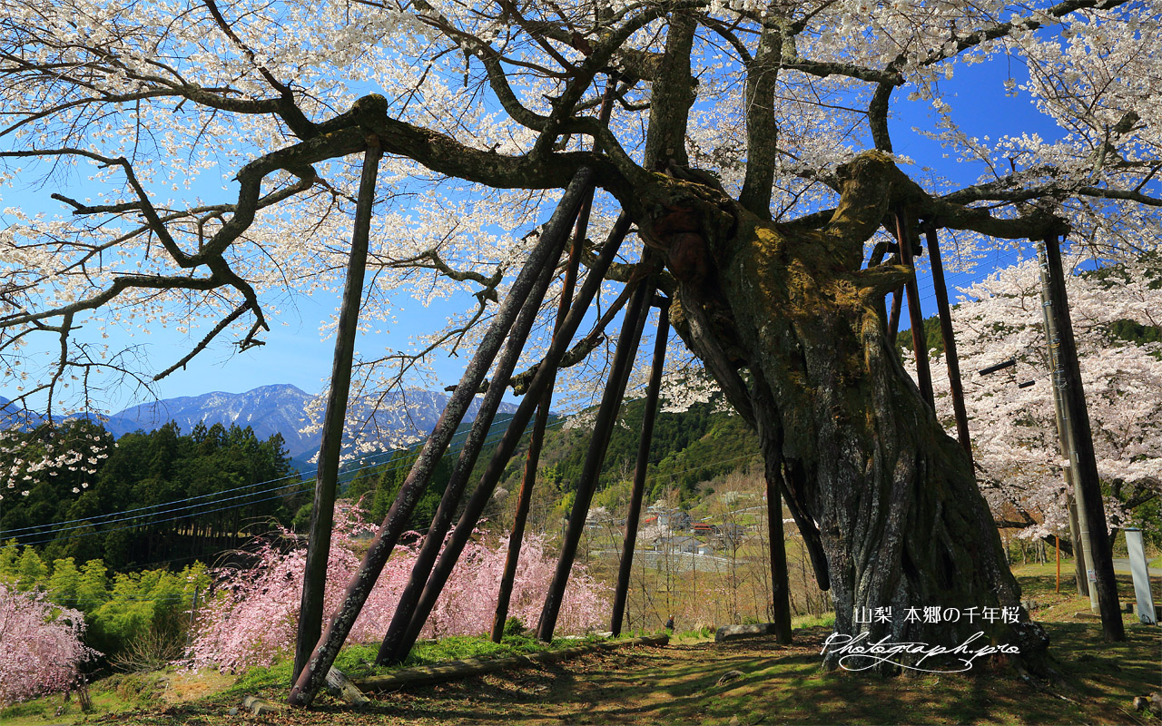 本郷の千年桜 壁紙