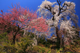 妙覚寺のしだれ桜