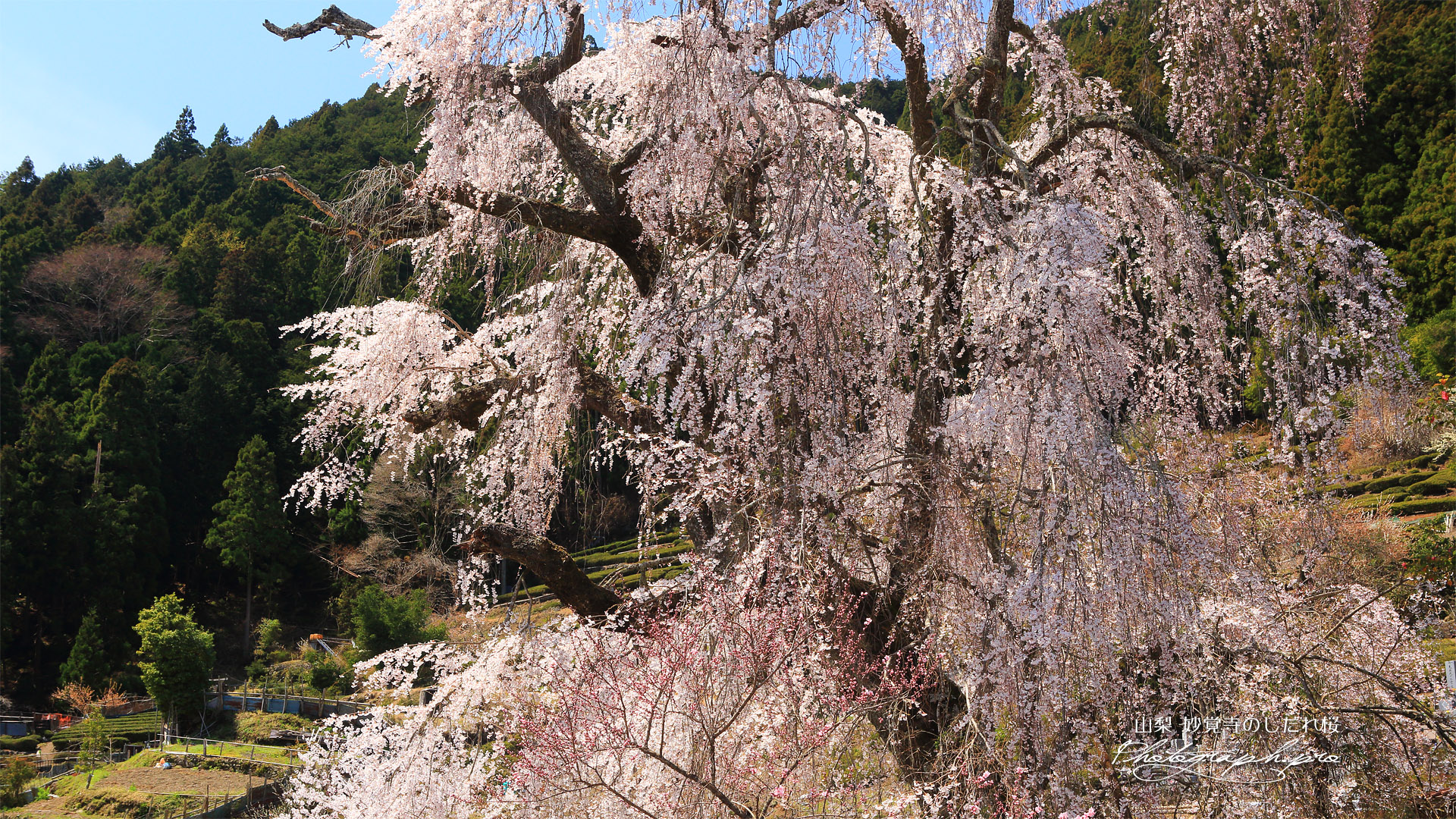 妙覚寺のしだれ桜