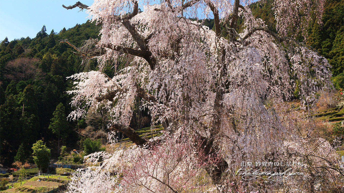 妙覚寺のしだれ桜 壁紙