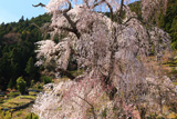 妙覚寺のしだれ桜