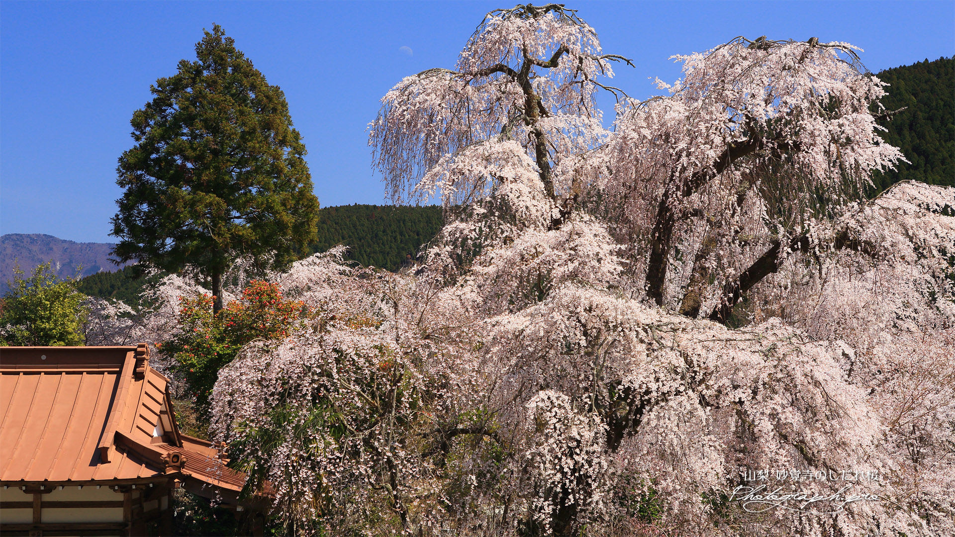 妙覚寺のしだれ桜