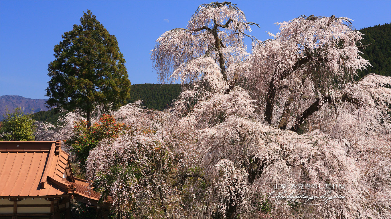 妙覚寺のしだれ桜 壁紙