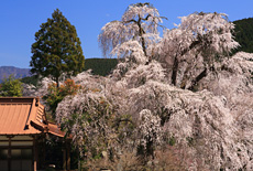 妙覚寺のしだれ桜