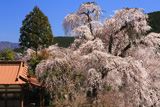 妙覚寺のしだれ桜