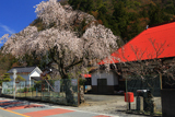 一円寺のしだれ桜