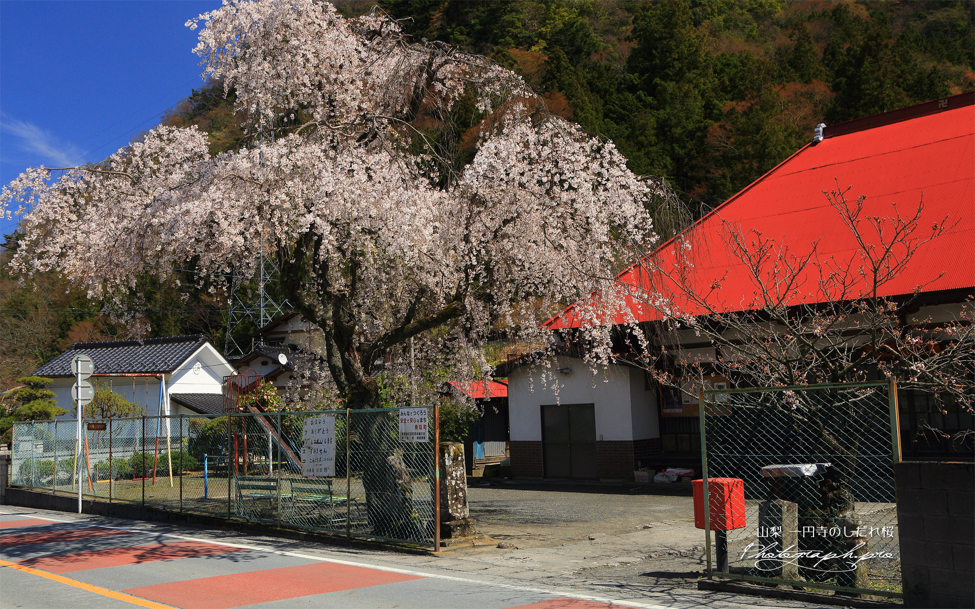 一円寺のしだれ桜