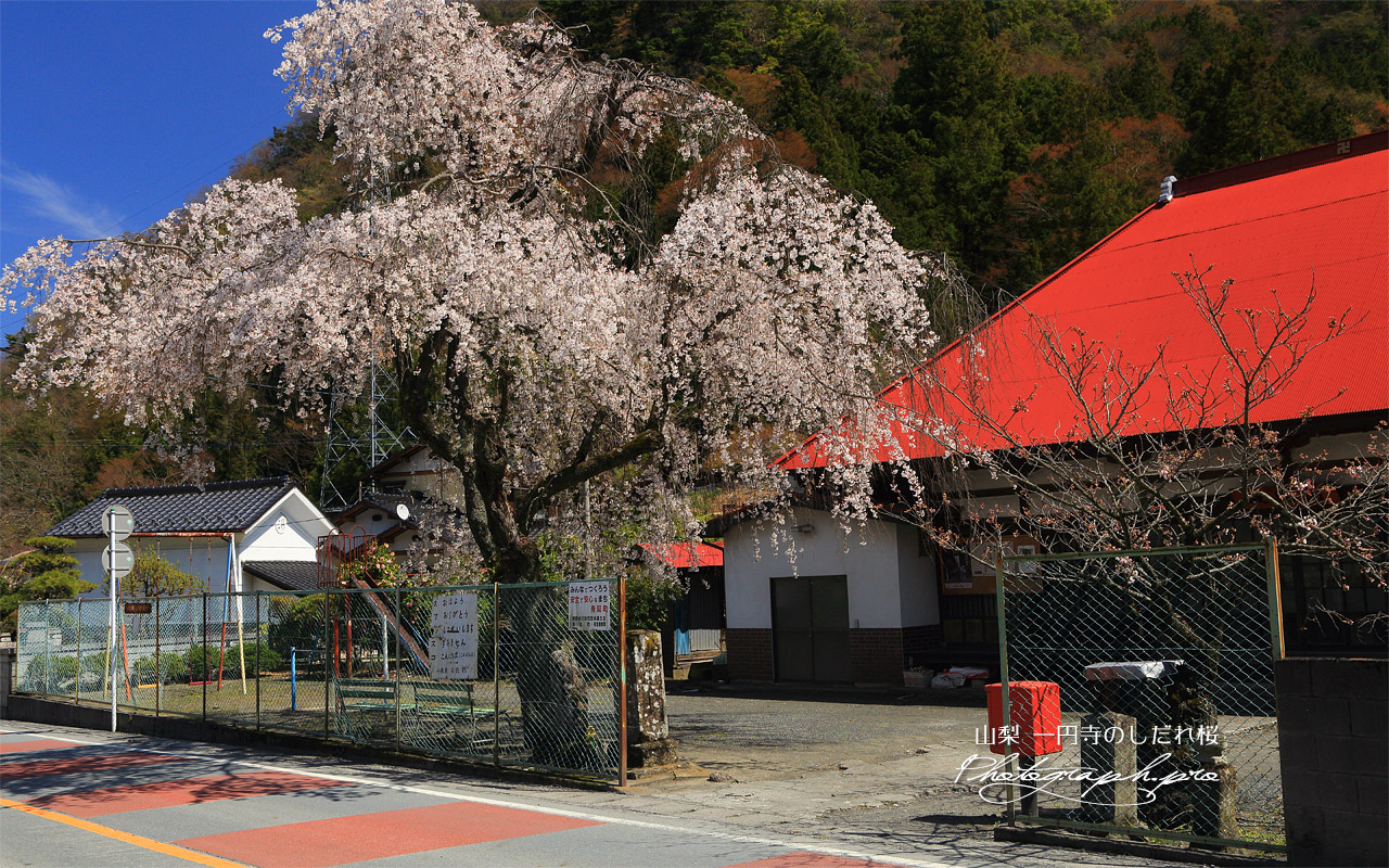 一円寺のしだれ桜 壁紙