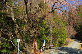 矢細工の糸桜