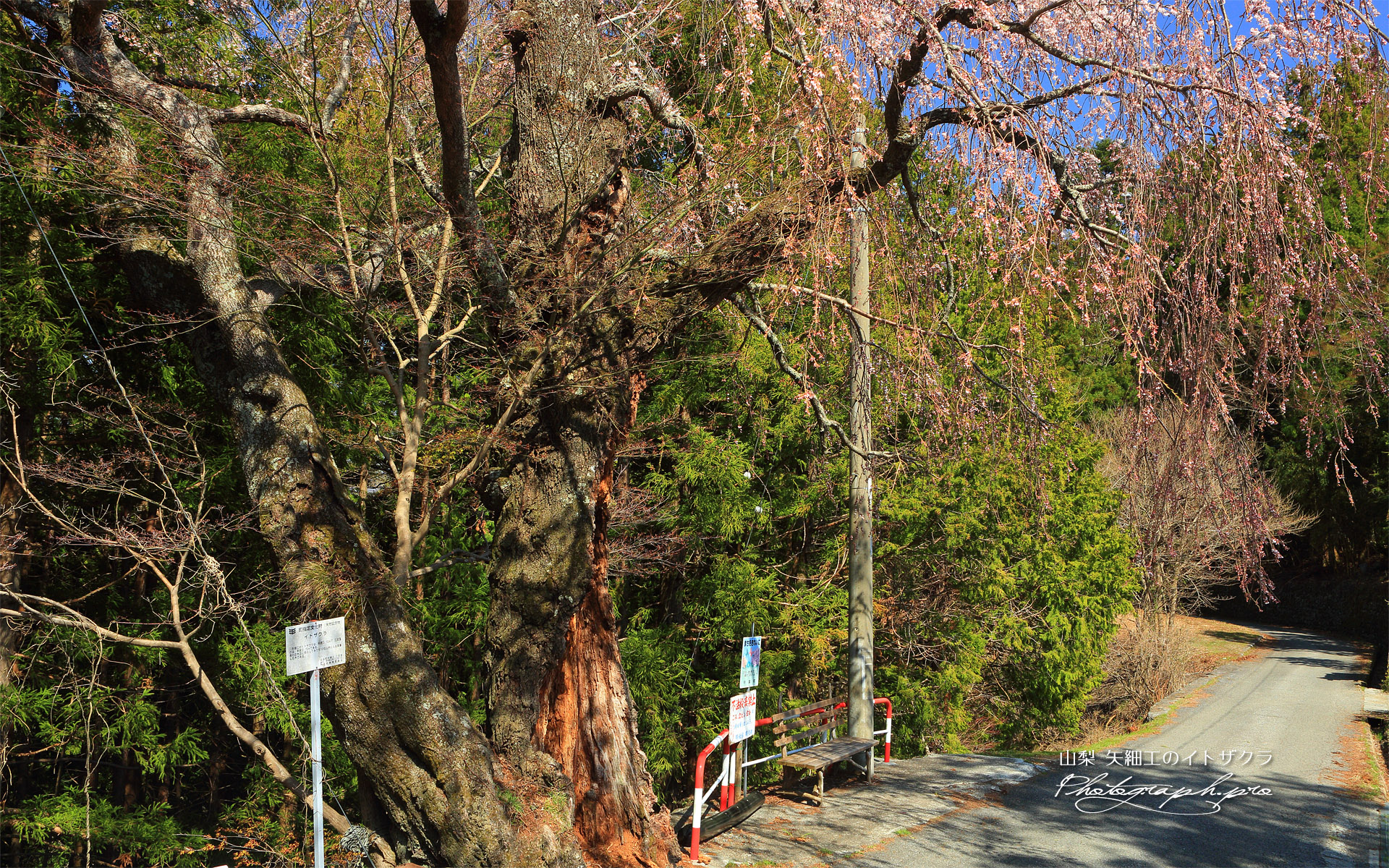 矢細工の糸桜