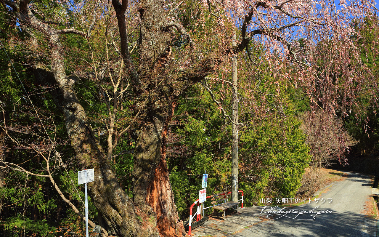 矢細工の糸桜 壁紙