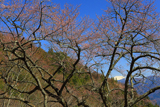 滝のサクラ