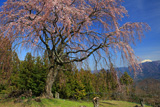 堂平のしだれ桜
