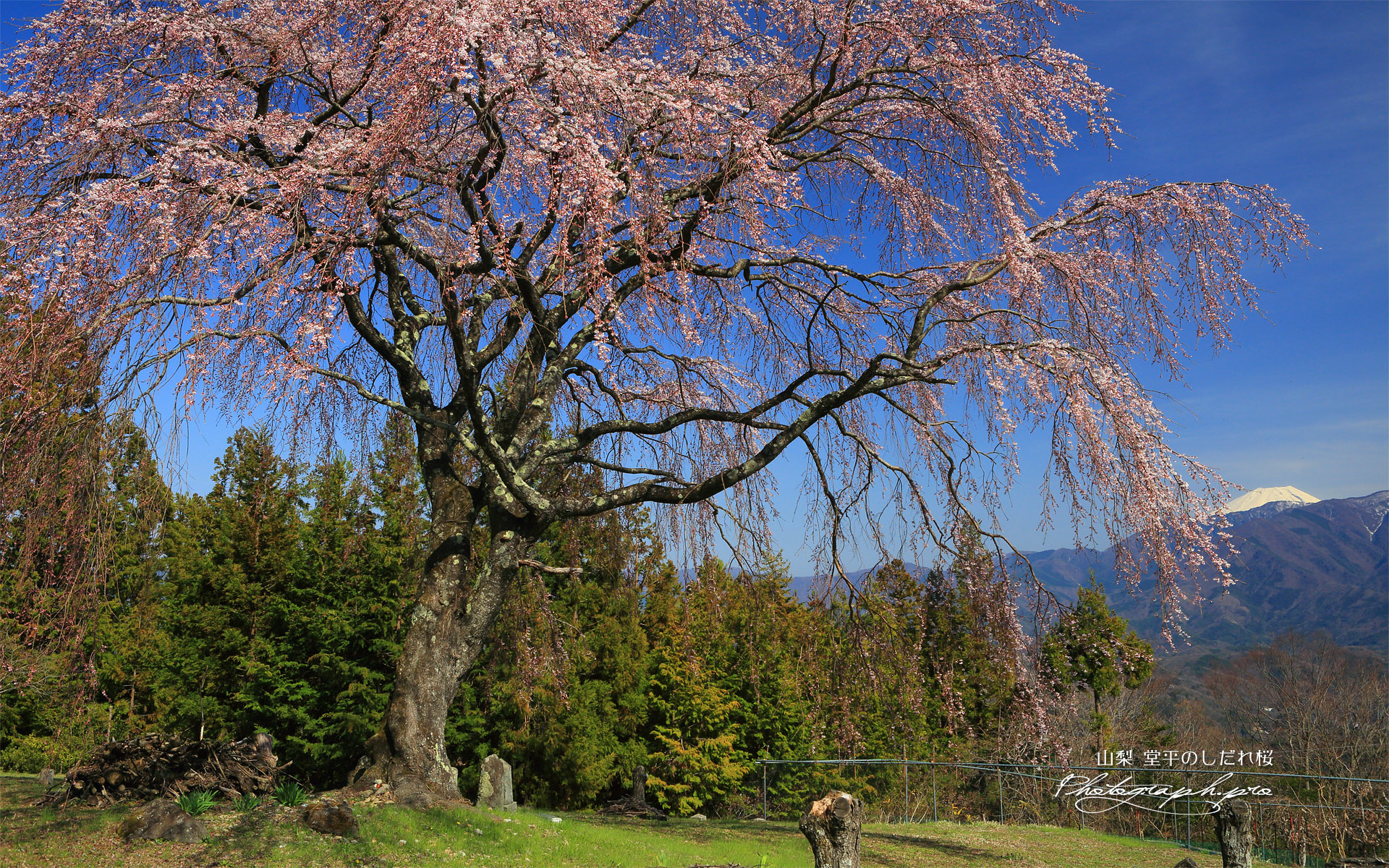 堂平のしだれ桜