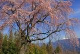 堂平のしだれ桜