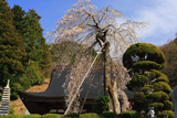 妙圓寺のしだれ桜