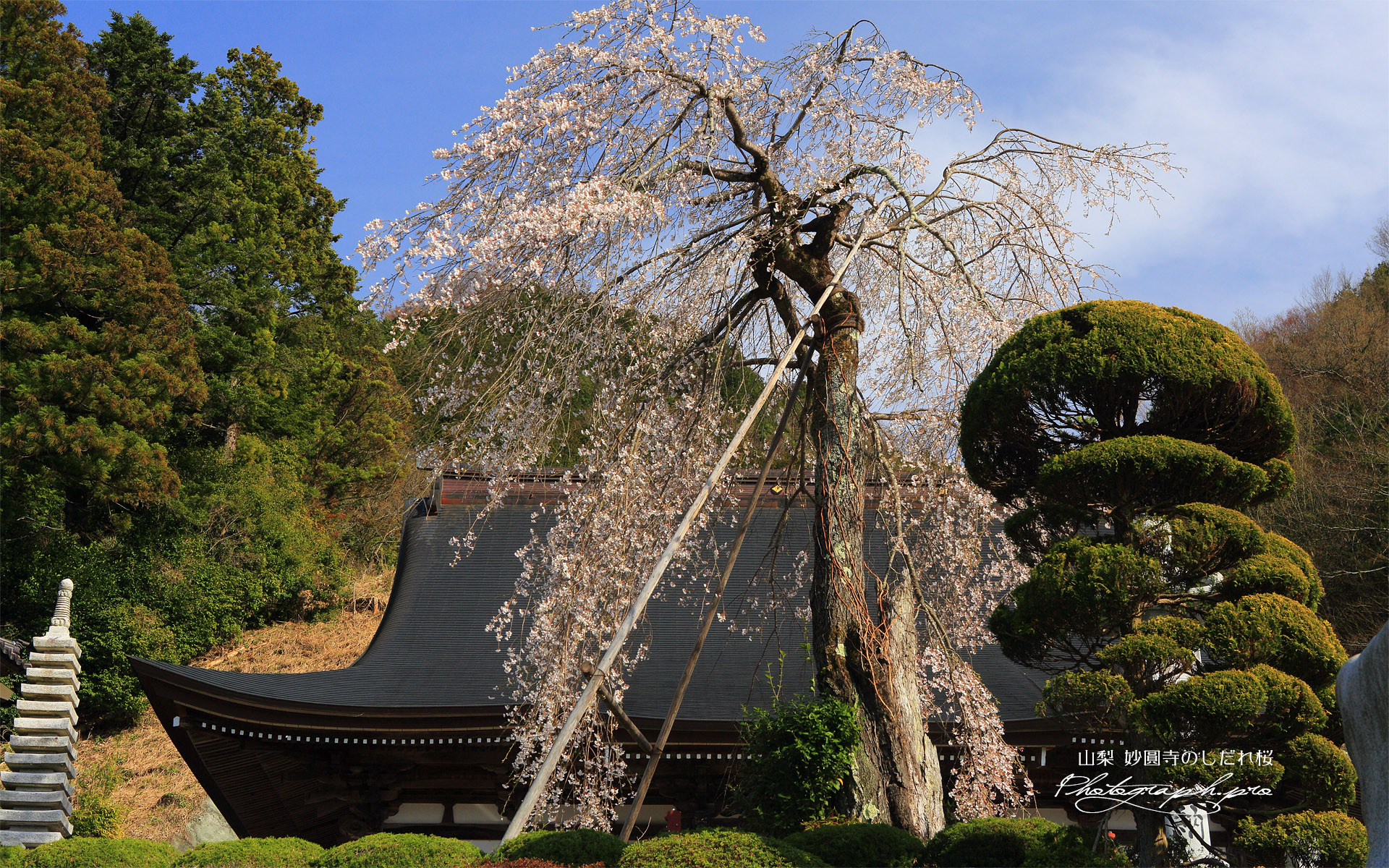 妙圓寺のしだれ桜
