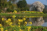 与一郎桜