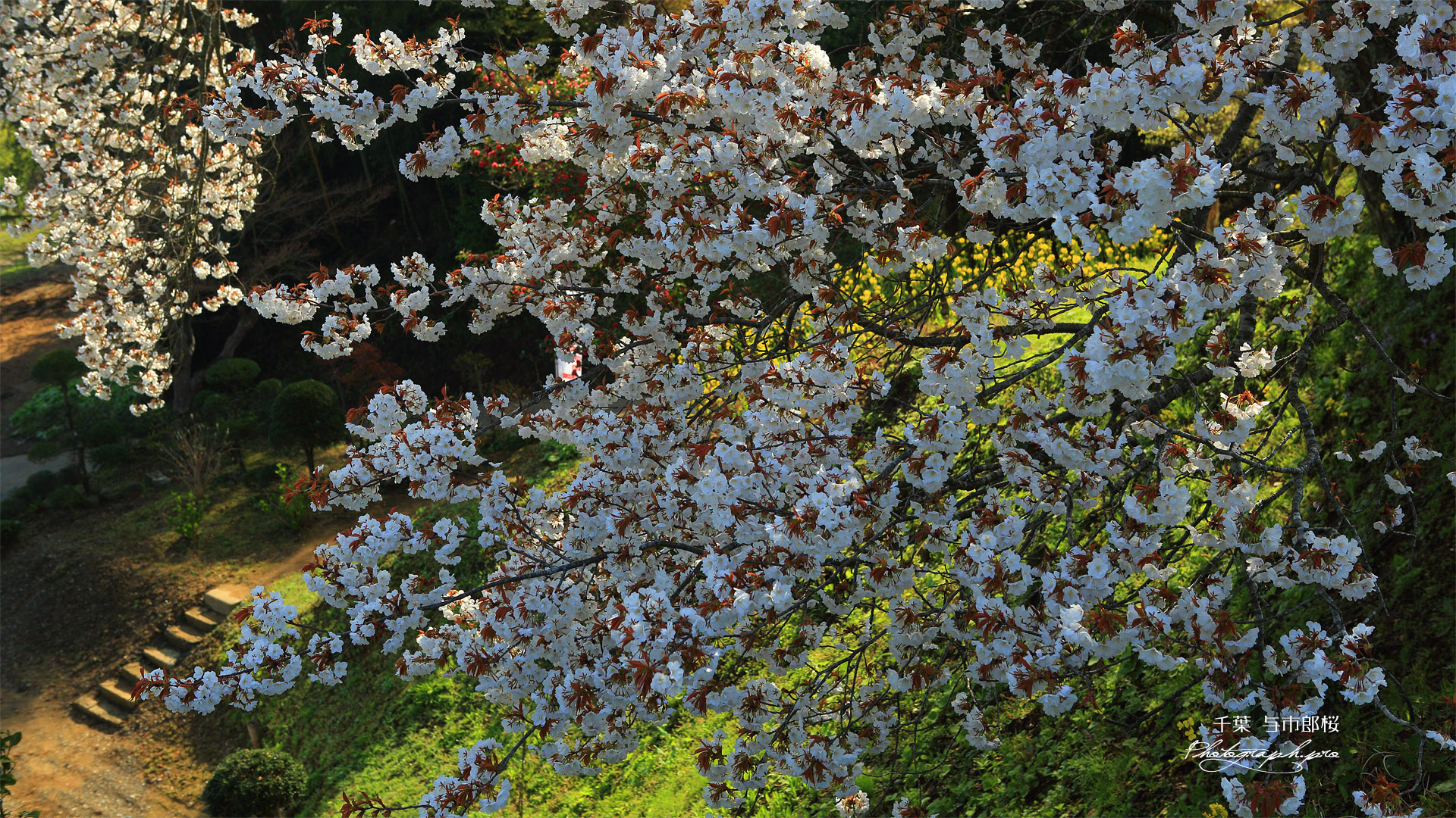 里見の一本桜