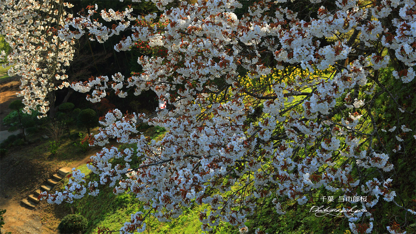 里見の一本桜 壁紙