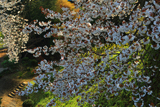 里見の一本桜