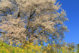 与市郎桜