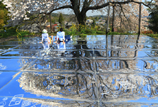 関東の桜