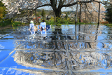 与市郎桜