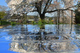 与市郎桜