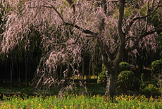 馬登のしだれ桜