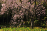 馬登のしだれ桜