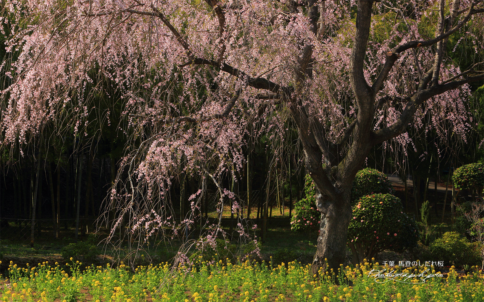 馬登のしだれ桜